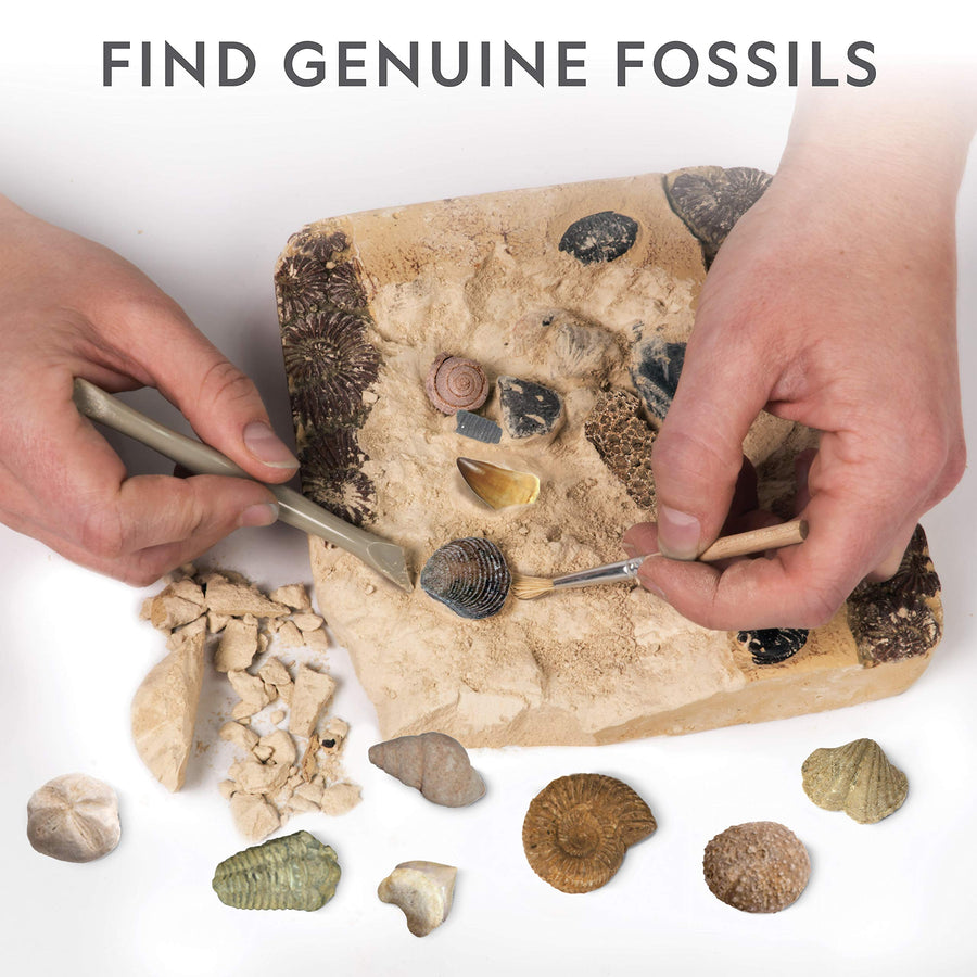 NATIONAL GEOGRAPHIC Mega Fossil Dig Kit – Excavate 15 Real Fossils Including Dinosaur Bones & Shark Teeth, Educational Toys, Great Gift for Girls and Boys, an AMAZON EXCLUSIVE Science Kit