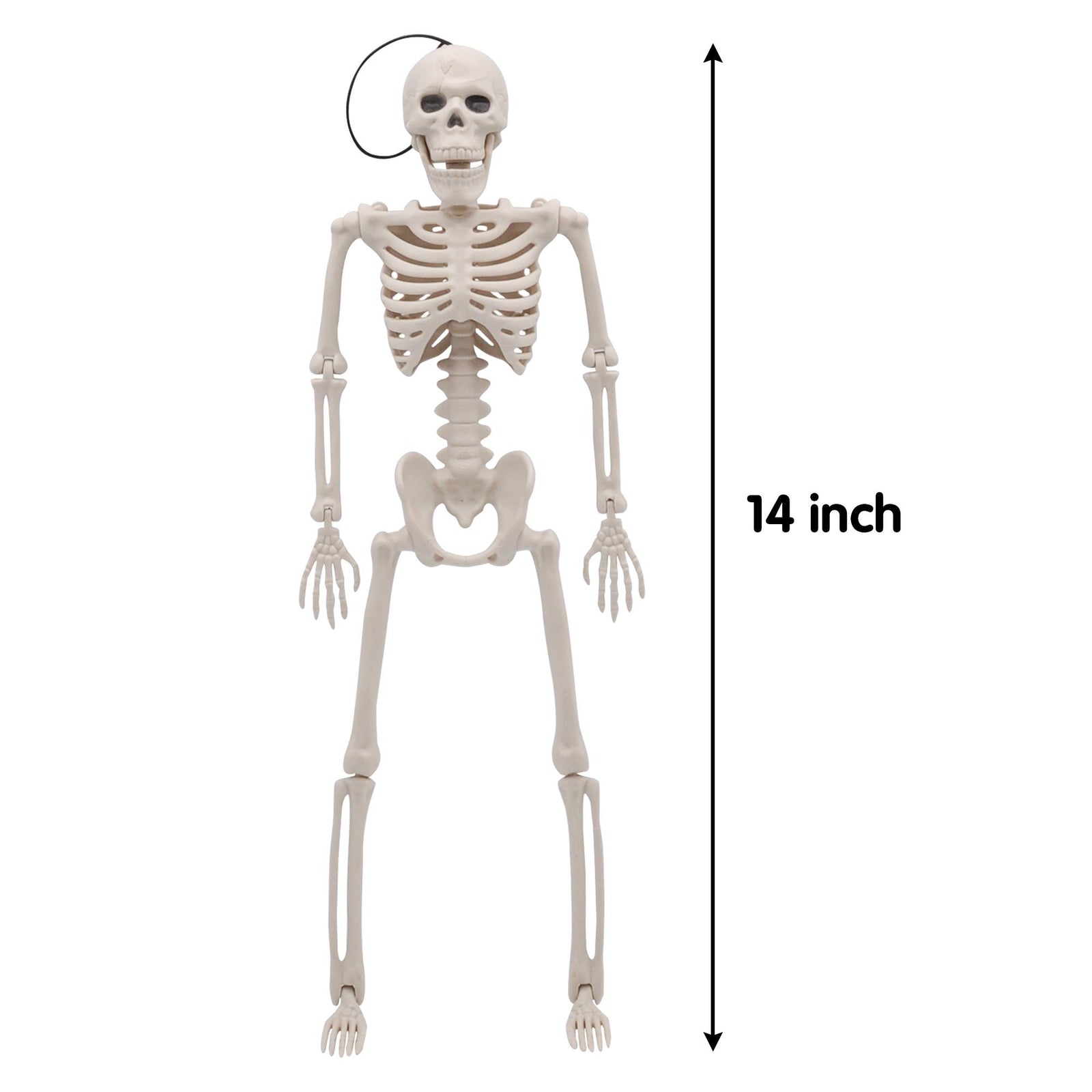 JOYIN 2 Packs 16" Posable Halloween Skeletons | Full Body Posable Joints Skeletons for Halloween Decoration, Graveyard Decorations, Haunted House Accessories