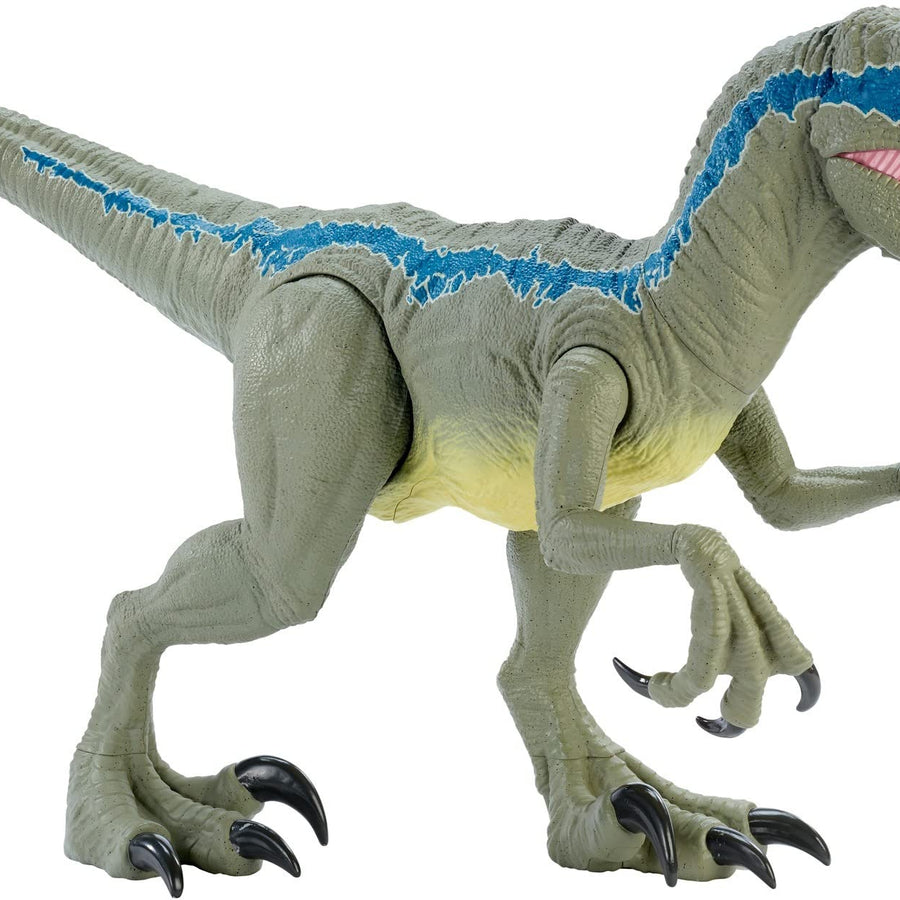 Jurassic World Super Colossal Velociraptor Blue 18” High & 3.5 Feet Long with Realistic Color, Articulated Arms & Legs, Swallows 20 Mini Action Figures [Amazon Exclusive]